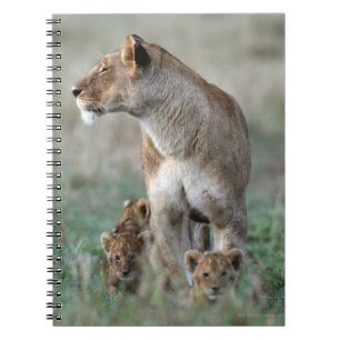 Lioness (Panthera leo) & Cubs Masai Mara Notebook