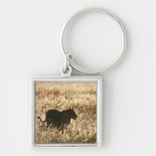Lioness (Panthera leo) silhouetted in long grass Key Ring (Front)