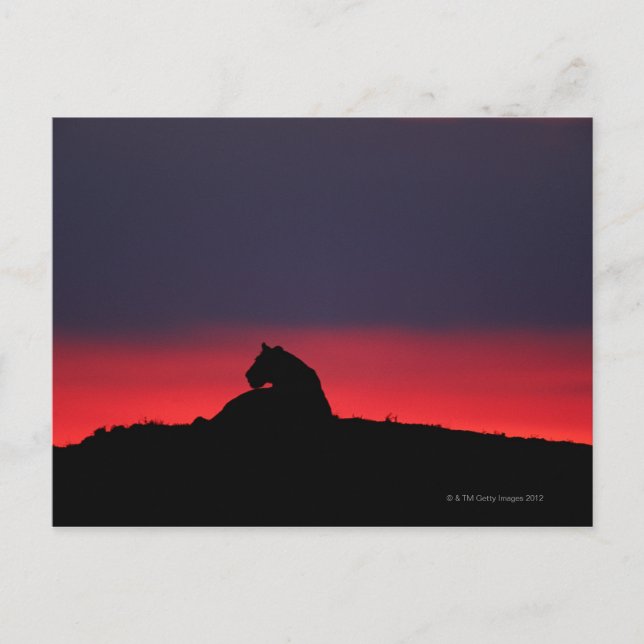 Lioness (Panthera leo) sitting, at sunset, Masai Postcard (Front)