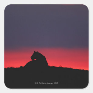 Lioness (Panthera leo) sitting, at sunset, Masai Square Sticker