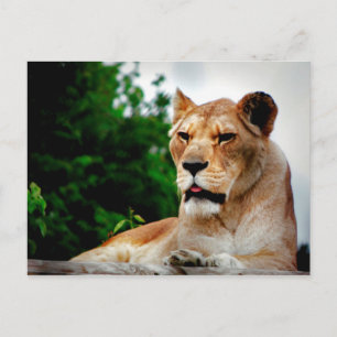 Lioness Photograph Postcard