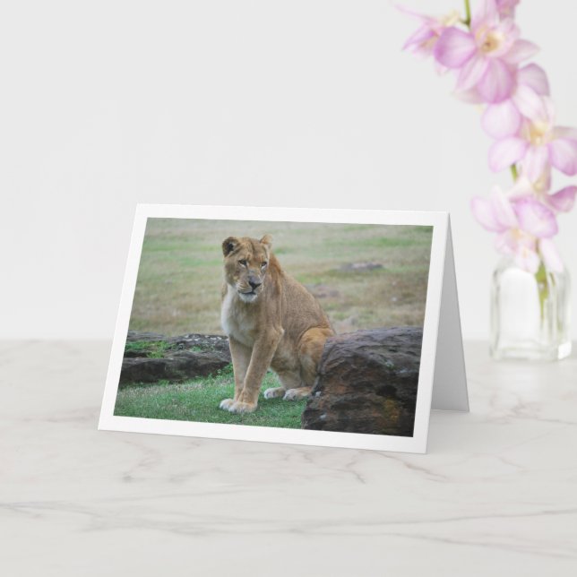 Lioness Portrait Card (Orchid)