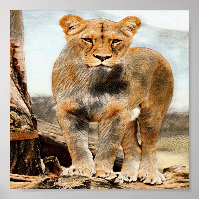 Lioness portrait poster (Front)