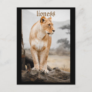 lioness postcard