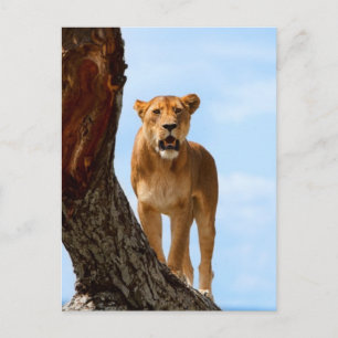 Lioness Postcard