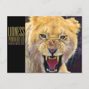 Lioness [Postcard] Postcard