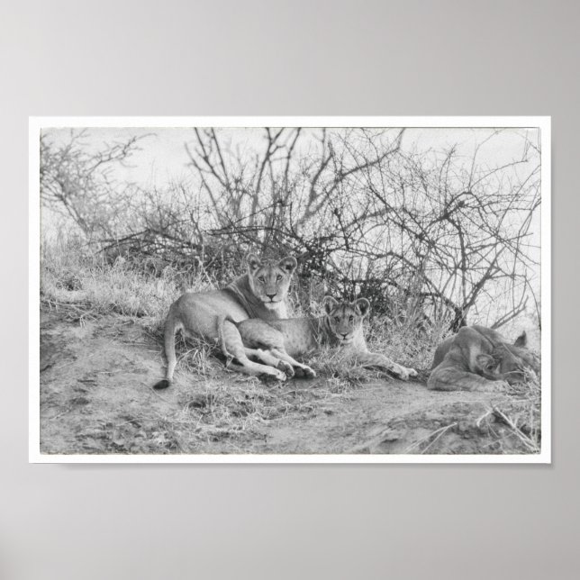 Lioness Poster (Front)