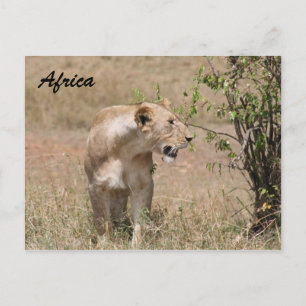 lioness prowl postcard
