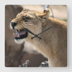 Lioness - Queen of the Jungle Square Wall Clock