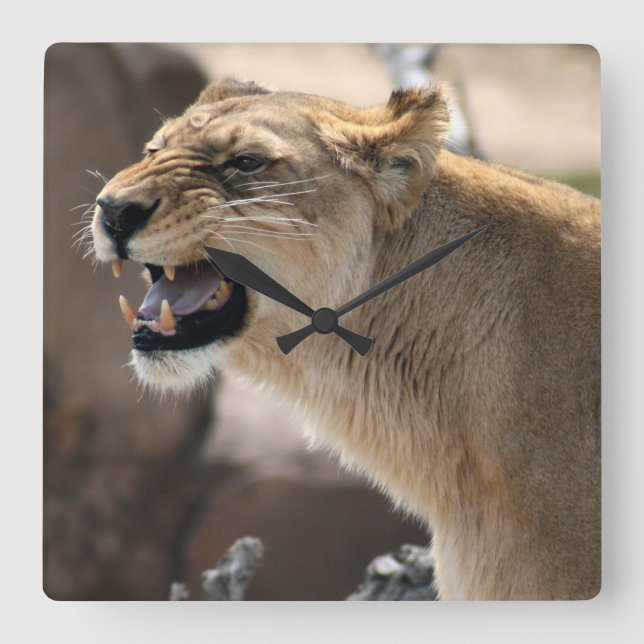 Lioness - Queen of the Jungle Square Wall Clock (Front)