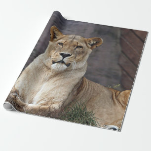 LIONESS RELAXING WRAPPING PAPER