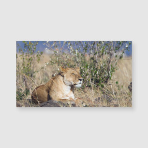 Lioness resting