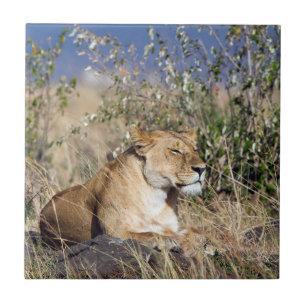 Lioness resting ceramic tile