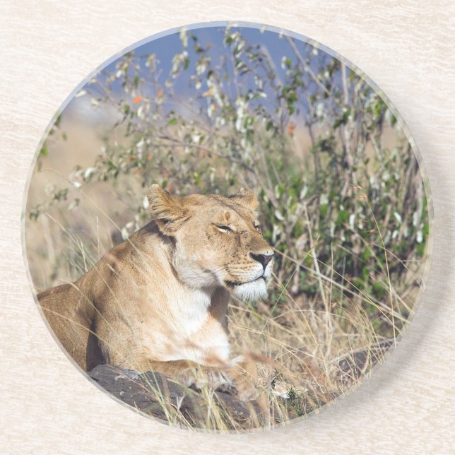 Lioness resting coaster (Front)