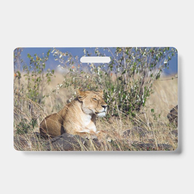 Lioness resting ID badge (Front)