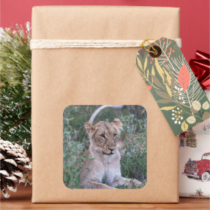 Lioness Resting in Nature Square Sticker