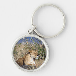 Lioness resting key ring