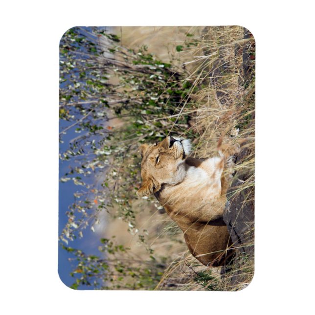 Lioness resting magnet (Vertical)