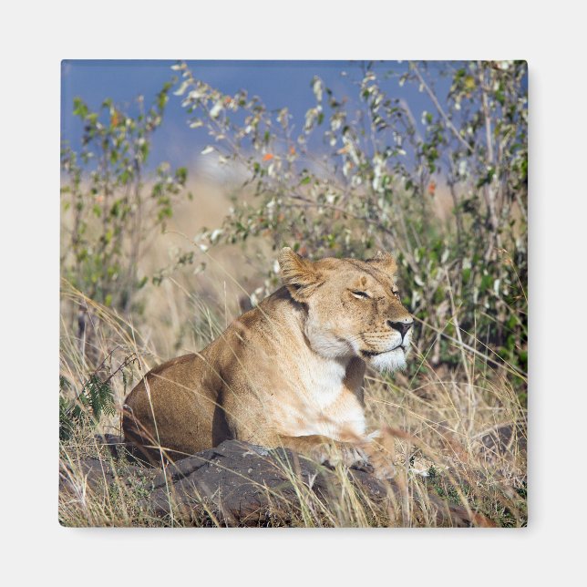 Lioness resting magnet (Front)