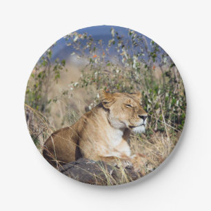 Lioness resting paper plate