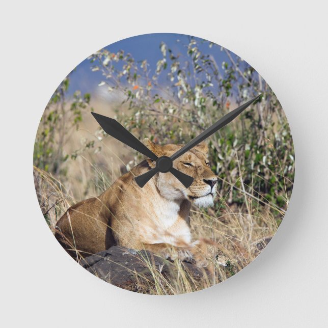 Lioness resting round clock (Front)