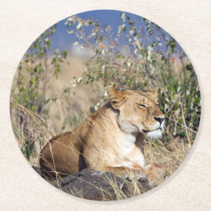 Lioness resting round paper coaster