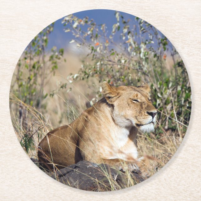 Lioness resting round paper coaster (Front)