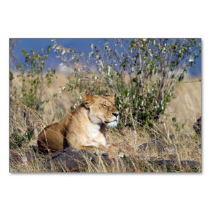 Lioness resting table number