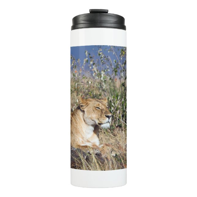 Lioness resting thermal tumbler (Front)