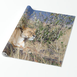 Lioness resting wrapping paper