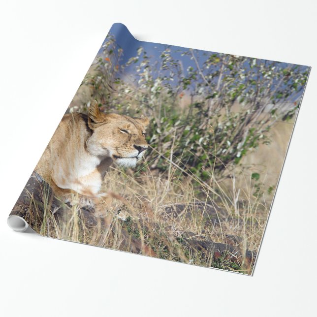 Lioness resting wrapping paper (Unrolled)