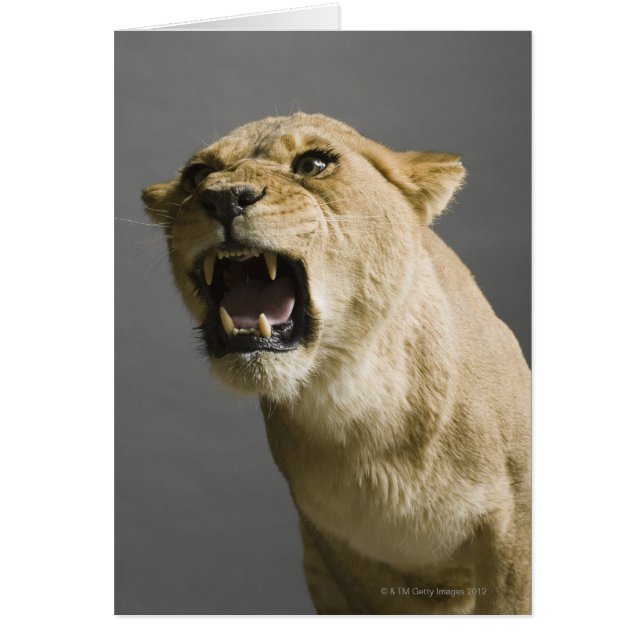 Lioness roaring (Front)