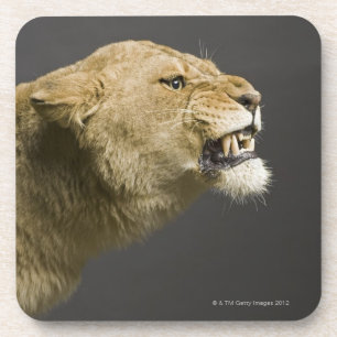 Lioness roaring 2 coaster