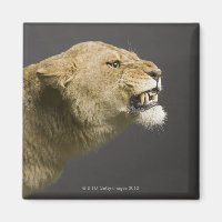 Lioness roaring 2
