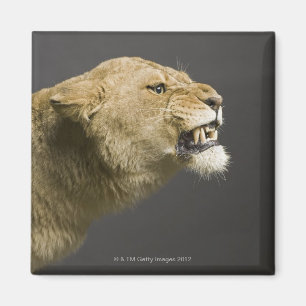 Lioness roaring 2 magnet