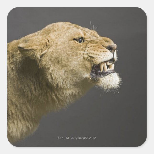 Lioness roaring 2 square sticker (Front)