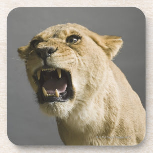 Lioness roaring coaster