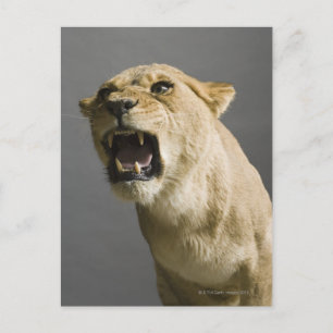 Lioness roaring postcard