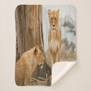 Lioness Rules Sherpa Blanket