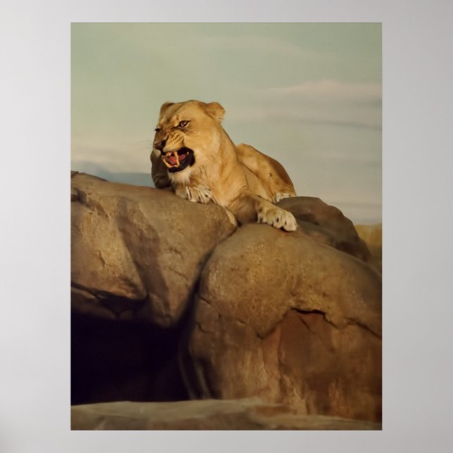 Lioness showing off poster (Front)