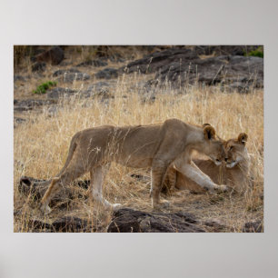 Lioness Sisters – Maasai Mara Safari Wildlife Post Poster
