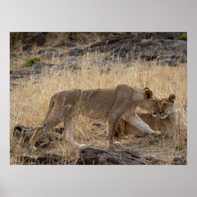 Lioness Sisters – Maasai Mara Safari Wildlife Post Poster (Front)
