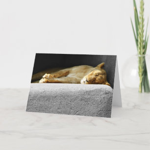Lioness Sleeping Greeting Card