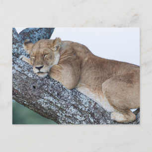 Lioness Sleeping in Tree Postcard