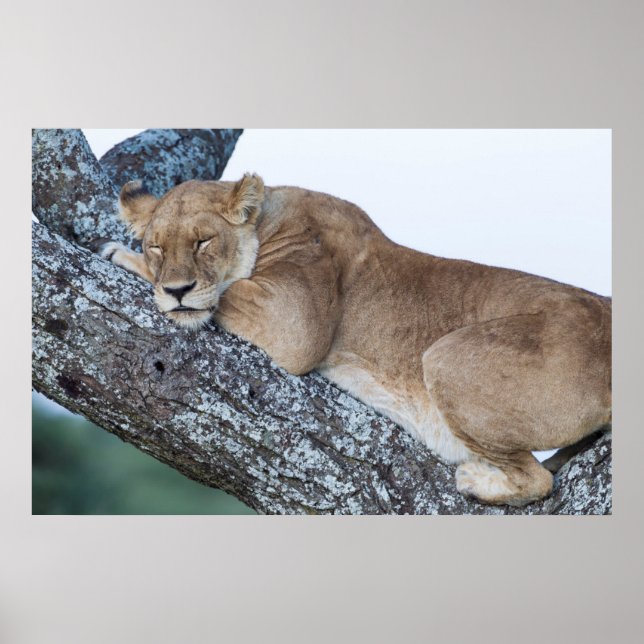 Lioness Sleeping in Tree Poster (Front)