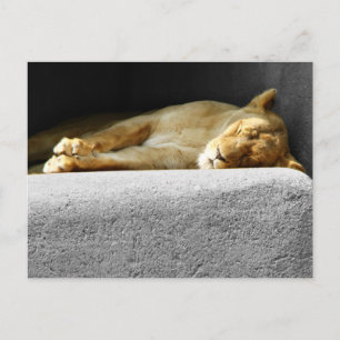 Lioness Sleeping Postcard