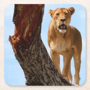 Lioness Square Paper Coaster