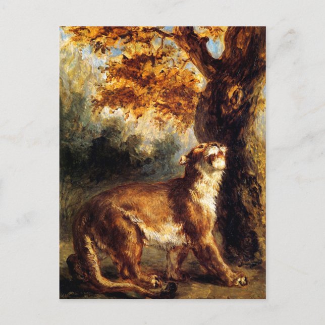 Lioness Stalking Her Postcard (Front)