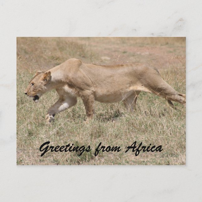 lioness stalks postcard (Front)