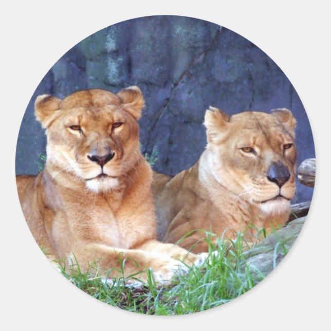 Lioness Sticker (Front)